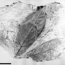 Image result for Cola mossambicensis