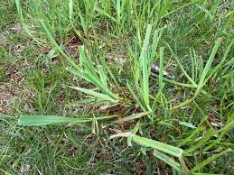 Image result for Digitaria compressa