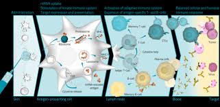 The company has a target of supplying 900 million doses before. Curevac Publishes First In Human Data On Rabies Mrna Vaccine