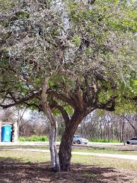 We did not find results for: A Texas San Antonio Missions National Historical Park Facebook