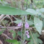 Image result for Justicia nyassana