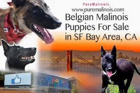 3:35 viktar kartyshau 18 369 просмотров. Belgian Malinois Puppy For Sale San Jose California Pure Malinois