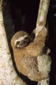 Three Toed Sloth Photographic Print Art Com Three Toed Sloth Cute Baby Sloths Cute Sloth Pictures