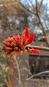 Image result for Savannosiphon euryphyllus