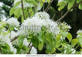 Image result for Platostoma coeruleum