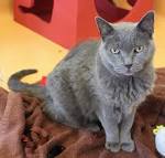 List of Cat Breeds With Pictures and Names