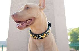 Dia De Los Muertos Leather Dog Collar Dieseldogwear Rhinestone Dog Collar Crystal Dog Collars Leather Dog Collar Custom