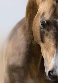 Spectacular buckskin andalusian stallion with an incredible origins, from the prestigious urquijo bloodlines. 1 508 Buckskin Horse Photos Free Royalty Free Stock Photos From Dreamstime