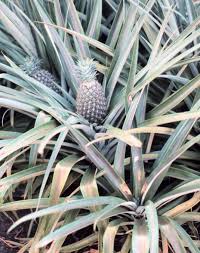 Ananas Wiktionary