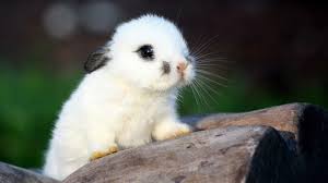 Super Cute Baby Animals Cute Animals Novocom Top