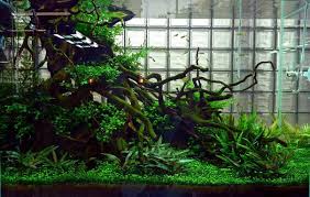Browsing other aquascapes can help you decide what style and layout you enjoy the most. Aquatic Plants Fertilizer Aquascaping Aquatic Plants Aqua Rebelaquatic Plants Fertilizer Aquascaping Aquatic Plants Aqua Rebell