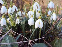 Visibabe Snowdrops Spring Time Forerunners Spring Time Collective Identity Spring