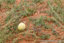 Image result for Oxygonum delagoense