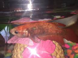 Female Betta With Fin Rot Not Sure Doesn T Eat My Aquarium Club