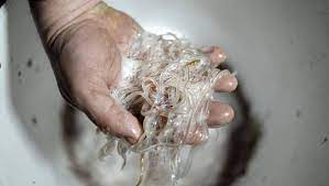 Ils ont été interpellés lundi à roissy en provenance de toulouse avec 30 kg de civelles (ou pibales) vivantes chacun dans leurs valises. Toulouse Il Cachait 21 Kg De Civelles Vivantes Dans Ses Bagages Ladepeche Fr