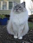 The Blue Point Ragdoll Cat Photo Gallery