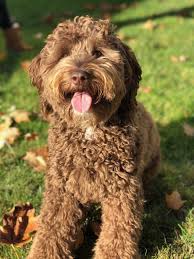 Click to view our upcoming litters! Coat Colors And Types Pacific Rim Labradoodles