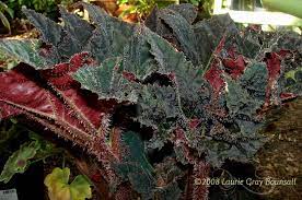 Pin On Begonias Be Mine