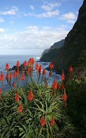 Kam vyrazit na madeiru na dovolenou a kolik stojí zájezdy 2021? Madeira Aloe Madeira Island Beautiful Landscapes Beautiful Places