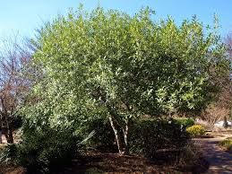 Osmanthus Fragrans Sweet Olive 10ft X 6 8ft Shrub Or Small Tree Grown For Its Sweetly Fragrant Flowers Osmanthus Fragrans Plants Plant Texture
