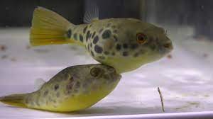 Check spelling or type a new query. Tetraodon Schoutedeni Spotted Congo Puffer Aquainfo