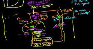 Andrew Wolf Np Renal 6 Renal Physiology Reabsorption And Excretion Renal Physiology Physiology Renal