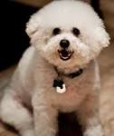 Bichon Frise Dog Breed Information, Pictures ...