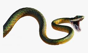 Transparent Viper Snake Png 5d Snake Png Download Transparent Png Image Pngitem It can be downloaded in best resolution and used for design and web design. transparent viper snake png 5d snake