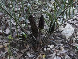 Image result for Fuerstia angustifolia