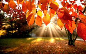 Handbags To Change Bags I Love Autumn Autumn Leaves Wallpaper Autumn Scenery Autumn Trees