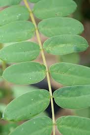 Image result for Senna bicapsularis