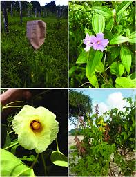 Image result for Vigna hosei