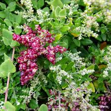 Image result for Rhagodia