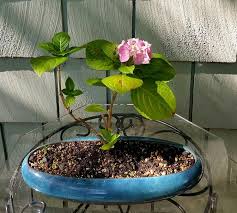 It S Hydrangea Time Bonsai Akira