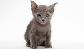 They can roam around without causing destruction, unlike many other active cat breeds. Russian Blue Nebelung Cat Breed Information