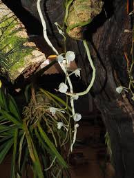 Image result for Rhipidoglossum rutilum