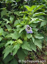 Image result for Nicandra physalodes