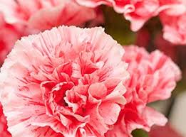 If you are the type of person to collect jewelry with this beautiful set of meanings combines the monthly arrangement of birth stones with the deep january opens the year with snow and ice, so it's only natural that the carnation is the flower of the month. Birth Flowers By Month What Is My Birth Flower 1800flowers