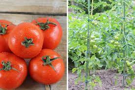 Selbstverständlich gedeihen sie auch auf dem balkon oder auf der terrasse. Tomaten Saen Wann Ist Der Ideale Zeitpunkt Tomaten De