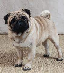 foto las razas mas bonitas del mundo pug chien animaux les plus mignons animales coloriage de barres massage au beurre cacao