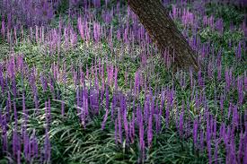 Image result for Lily Turf