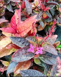 Image result for Pseuderanthemum