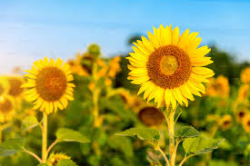 Sunflower Flower