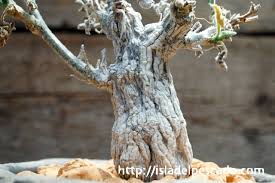 Image result for Corallocarpus bainesii