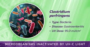 Image result for Clostridium