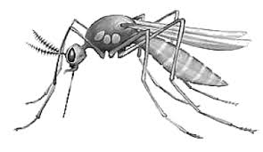 Tiny but aggressive mosquitoes in the aedes genus. Mosquito Clipart 2 4 Wikiclipart