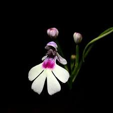 Image result for Cynorkis clarae