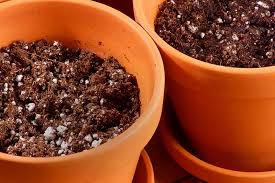 Orange trees need good soil to live in so they can produce fruit. How To Cauliflower In Containers Gardener S Path