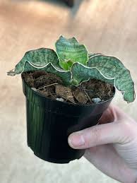 Image result for Sansevieria kirkii