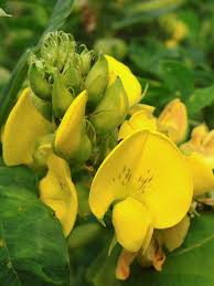 Image result for Crotalaria misella